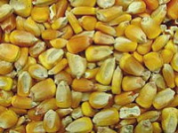 Small Dent/Pigeon Corn